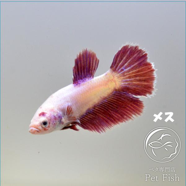 ベタ 熱帯魚 生体 ラベンダー メス 繁殖 Pefaaba5654 ベタ専門店 ペットフィッシュ 通販 Yahoo ショッピング