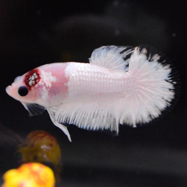 熱帯魚様 ベタ 熱帯魚 生体 プラカット ホワイトファンシー 7525 オス