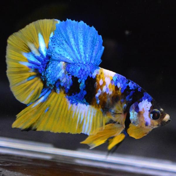 熱帯魚生体用品（説明に目をお通し下さい） ベタ 熱帯魚 生体 プラカット イエローギャラクシー8303 オス ブルー系