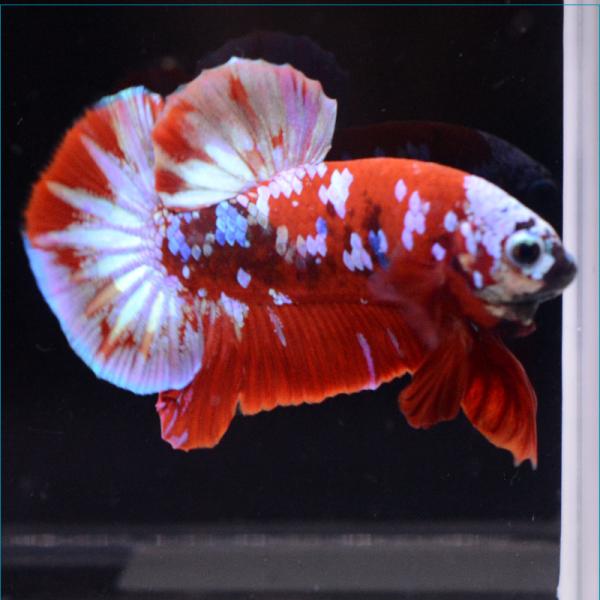 ベタ ダンボ 検索ランキング注目度順 ベタ ダンボ 総合