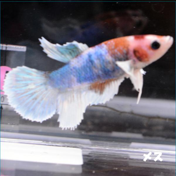 ベタ 生体 メスの価格と最安値 おすすめ通販を激安で