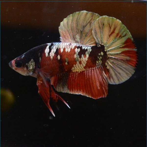 熱帯魚 ベタ 生体 みんな探してる人気モノ 熱帯魚 ベタ 生体 ペット ペットグッズ