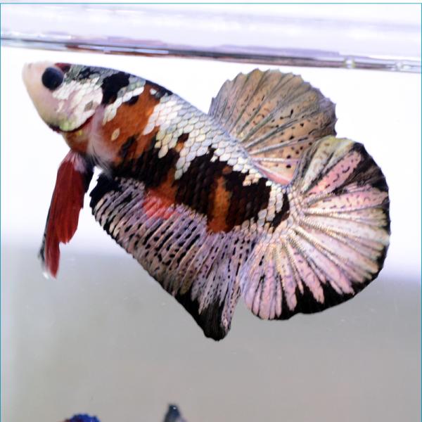 熱帯魚 ベタ 生体 みんな探してる人気モノ 熱帯魚 ベタ 生体 ペット ペットグッズ