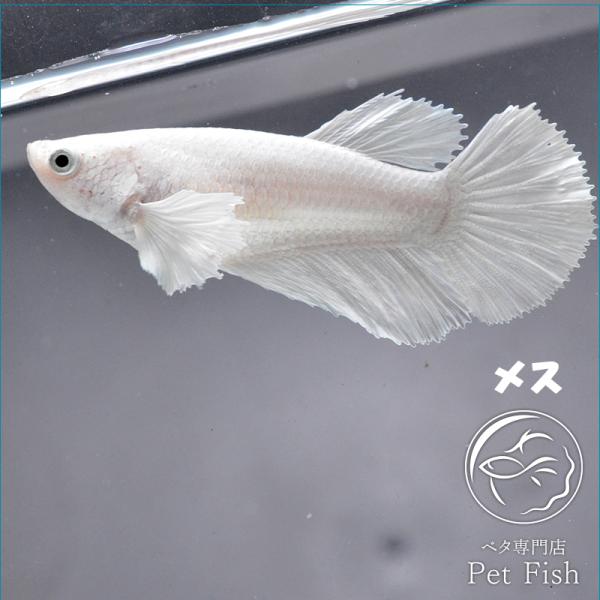 熱帯魚 ベタ 生体 みんな探してる人気モノ 熱帯魚 ベタ 生体 ペット ペットグッズ