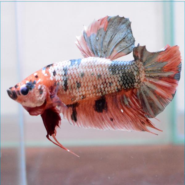 ベタ 生体 メスの価格と最安値 おすすめ通販を激安で