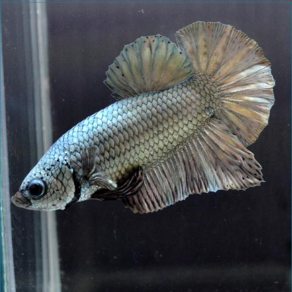 ベタ ダンボ みんな探してる人気モノ ベタ ダンボ