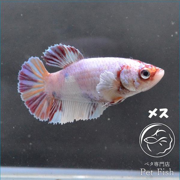 ベタ 熱帯魚 生体 マルチダンボ メス 繁殖 Mohmmadiyon Com