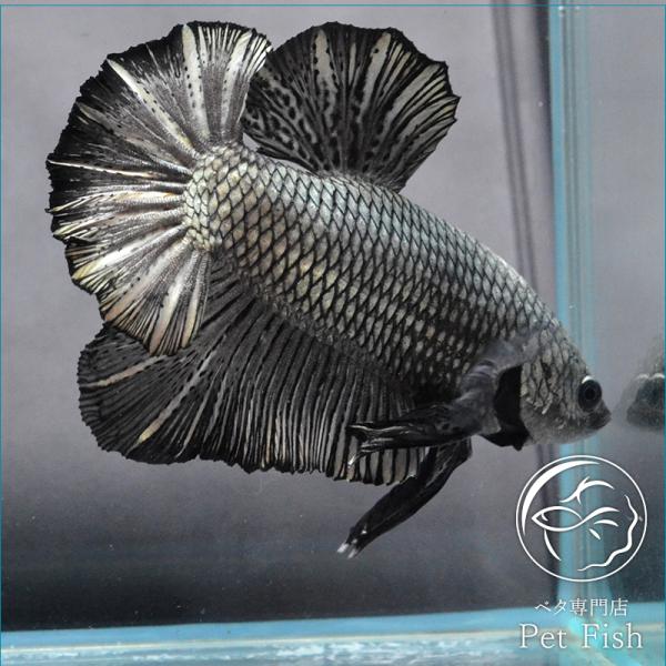 ベタ 熱帯魚 みんな探してる人気モノ ベタ 熱帯魚 ペット ペットグッズ