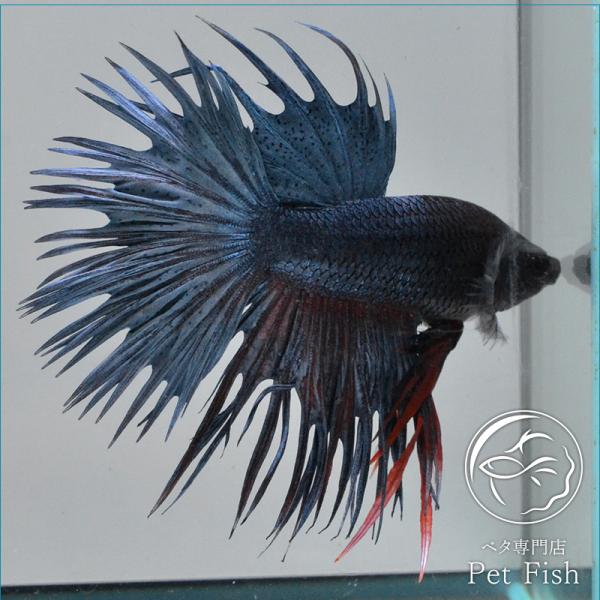 ベタクラウンテール みんな探してる人気モノ ベタクラウンテール ペット ペットグッズ