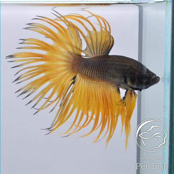 ベタクラウンテール みんな探してる人気モノ ベタクラウンテール ペット ペットグッズ