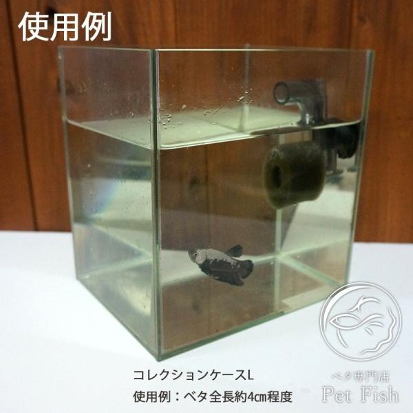 ベタ飼育セット20cmキューブ ベタ 生体1匹付き Fcs Uto Edu Bo Index Php