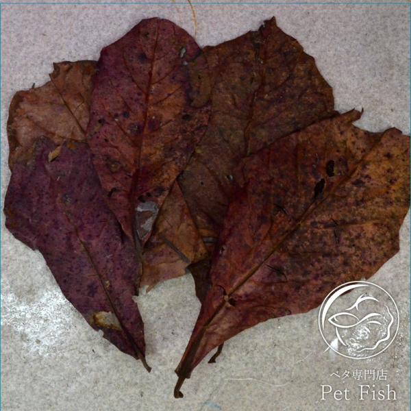 とし　大小様々　無農薬マジックリーフ　天然ももたまな葉　1000　枚 大小様々 無農薬マジックリーフ 天然ももたまな葉 1000 枚