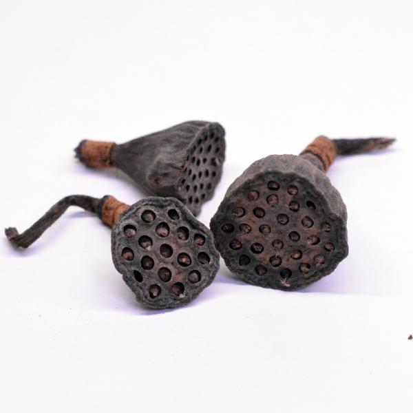 ハスの実を包む蓮台を乾燥させた素材です。自然のままの形状が美しく、丸い穴の連なりがレイアウトに独特のアクセントを加えます。内容量：3個天然素材のため大きさにはバラつきがあります。水槽内で使用すると白いフワフワが付きますが生体には特に影響あり...