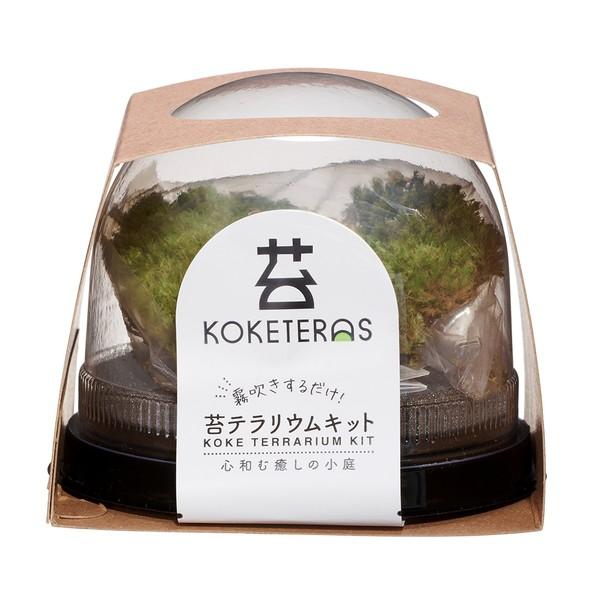 ◇水作 ソコニワ 苔テラリウムキット : ペットフォレストヤフー店