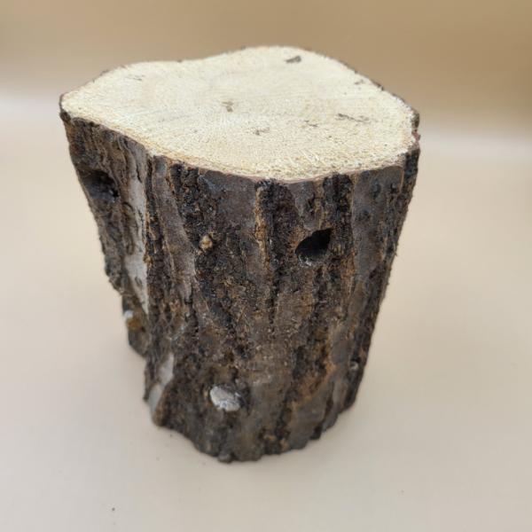 [Release date: May 21, 2019]栄養値の高い良質のクヌギ・ナラ材です。直径約９〜１４cmの使いやすいサイズです長さは約１３〜１５cmです芯が少し残りますが、飼育・産卵に問題はありません。主に産卵用として国産・外産を問...