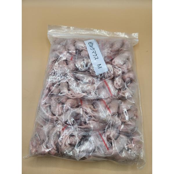 [Release date: March 30, 2022]衛生管理を徹底した飼育室にて、栄養豊富な人工飼料で育った高栄養価のマウスです。＜与える生体＞・猛禽類（フクロウ、ワシ、タカなど）・爬虫類（大型のヘビやトカゲなど）・両生類（大型のカ...