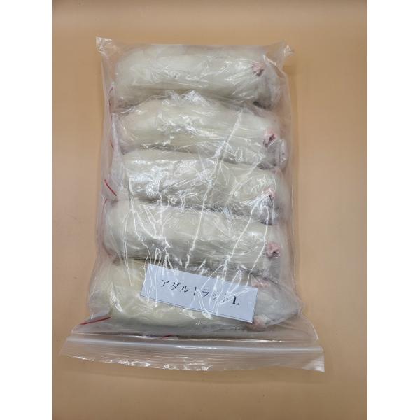 [Release date: March 30, 2022]衛生管理を徹底した飼育室にて、栄養豊富な人工飼料で育った高栄養価のラットです。＜与える生体＞・猛禽類（フクロウ、ワシ、タカなど）・爬虫類（大型のヘビやトカゲなど）体長16cm〜18...