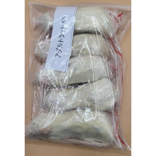 [Release date: March 30, 2022]衛生管理を徹底した飼育室にて、栄養豊富な人工飼料で育った高栄養価のラットです。＜与える生体＞・猛禽類（フクロウ、ワシ、タカなど）・爬虫類（大型のヘビやトカゲなど）体長11cm〜12...