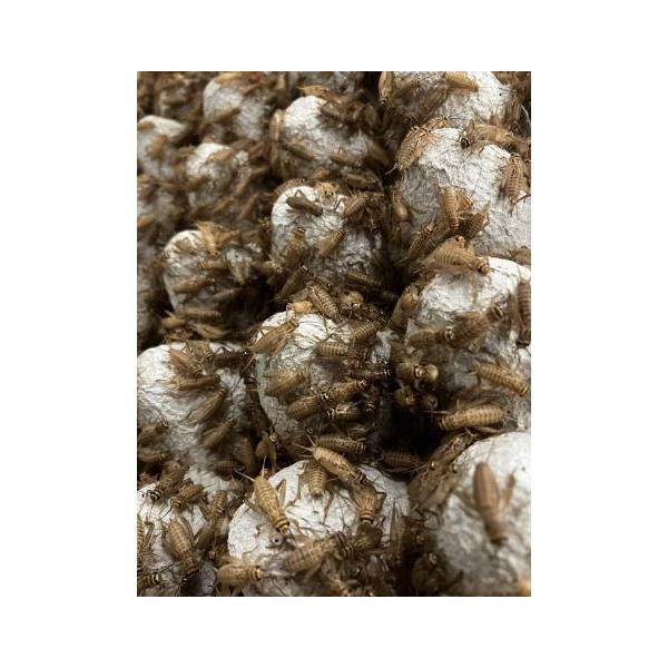 [Release date: December 24, 2022]最大サイズはクロコオロギに及びませんが、絶食や乾燥に強いので飼育がしやすく水を使う両生類のケージにもよく使われます。