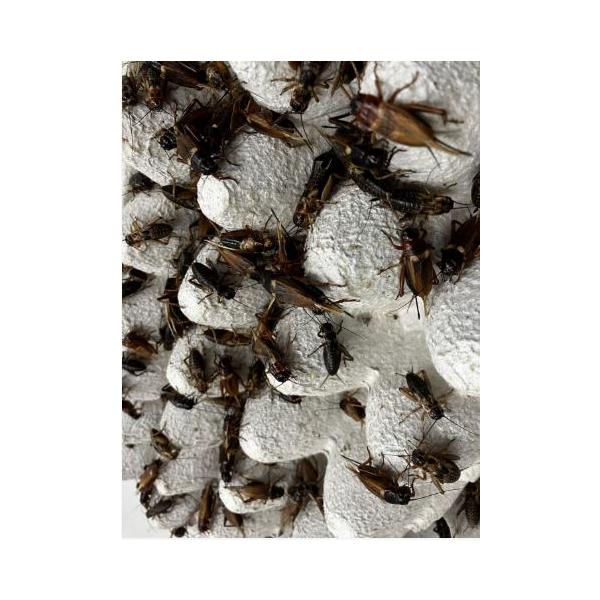 [Release date: December 25, 2022]各サイズを販売しております。