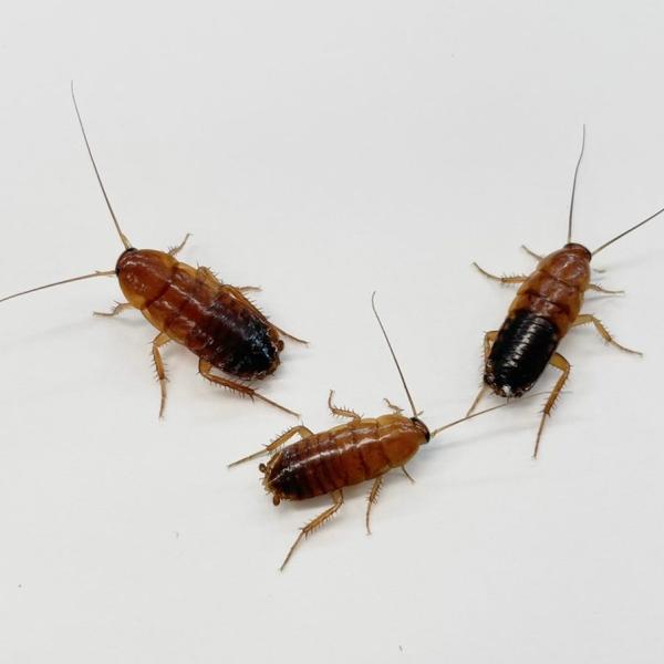 [Release date: December 28, 2022]つるつるした面を登らず、逆襲も少ない為撒き餌として使用しやすいです。また、丈夫で飼育も容易なため活餌として人気の昆虫です。邑楽ファームでは成長段階に合わせて各サイズをご用意し...