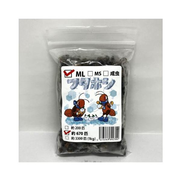 [Release date: December 25, 2022]直前まで十分に餌を食べていた各種コオロギを生きたまま冷凍し、足取り加工を行いました。