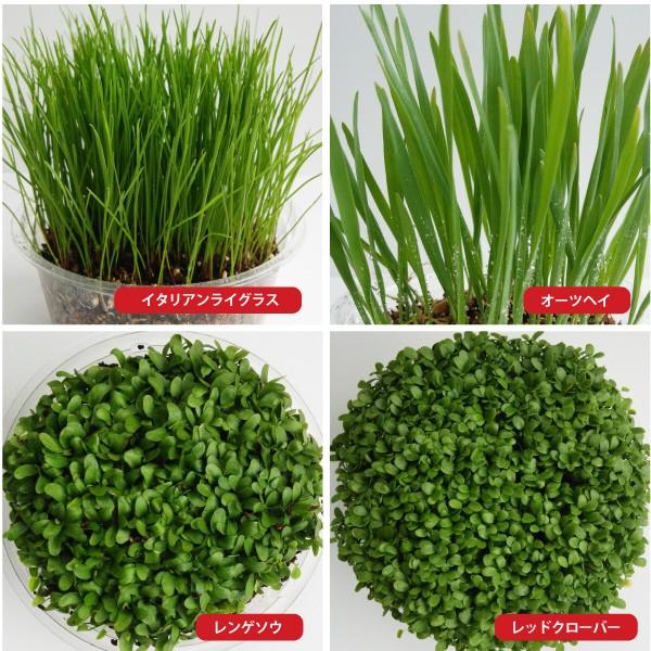 ウサギ 餌 種単品 鉢で育てる 生牧草 ラッシュグリーン うさぎ エサ Buyee 日本代购平台 产品购物网站大全 Buyee一站式代购 Bot Online