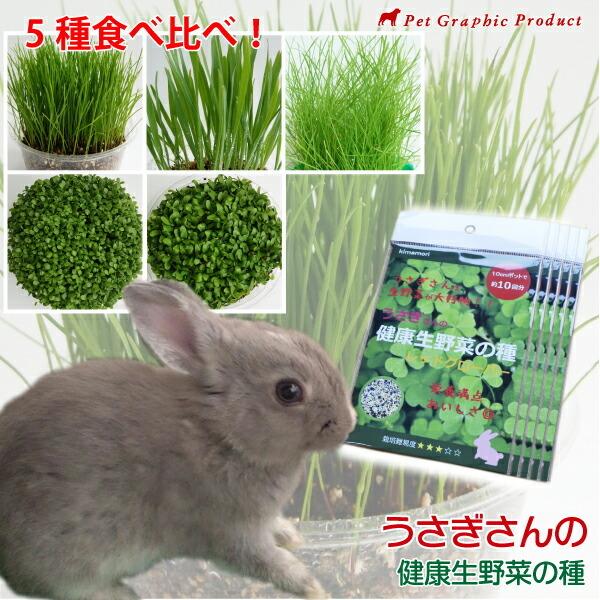 ウサギ エサ うさぎさんの健康生野菜 < 5種食べ比べ > 生牧草 エンバク イタリアンライグラス チモシー レッドクローバー レンゲソウ 草 種 無農薬 兎 :lushgreen-seed-01set:ペットグラフィックプロダクト 通販 生イタリアンライグラス.300g、牧草、うさぎ、モルモットなど小動物おやつえさ