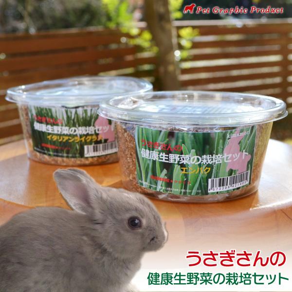 ウサギ 餌 うさぎさんの健康生野菜【 お得な6個セット 】 < 栽培セット > 生牧草 イタリアンライグラス エンバク 草 種 無農薬 :lushgreen-seed-04x6:ペットグラフィックプロダクト 通販 生イタリアンライグラス.300g、牧草、うさぎ、モルモットなど小動物おやつえさ