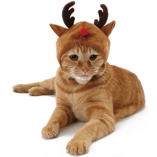 猫服 ペティオ Petio クリスマス 変身ほっかむり トナカイ ネコ コスプレ W Petio Online Shop ヤフー店 通販 Yahoo ショッピング