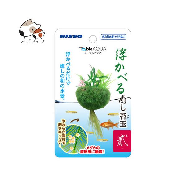 メダカ 水槽 鉢 水草の人気商品 通販 価格比較 価格 Com