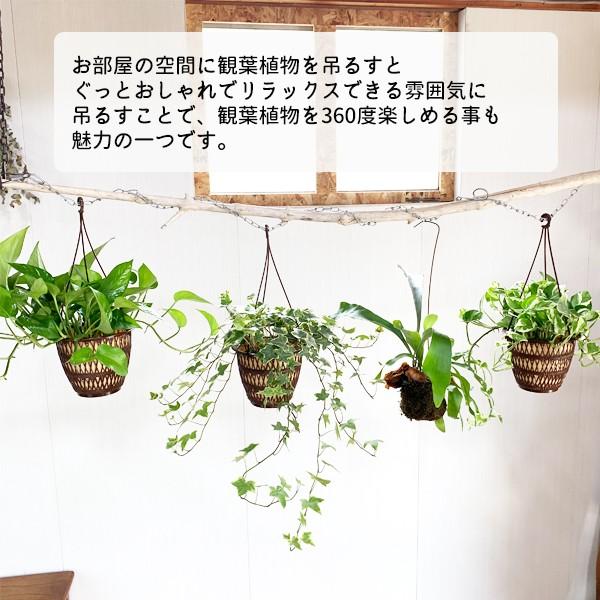 観葉植物 2種類 まとめ買い 吊れる観葉植物 送料無料 お買い得 ポトス コウモリラン アイビー ヘデラ 即日出荷 Cheapest Japan Proxy Service Japan Wanted
