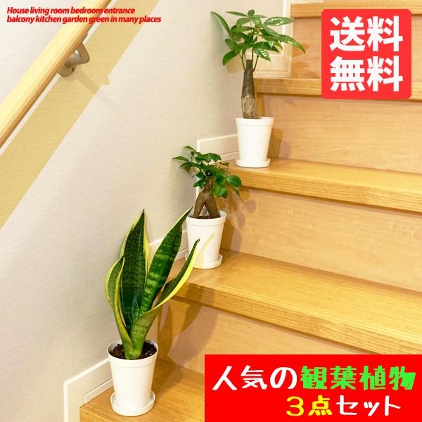 お試し価格 観葉植物 3点セット 簡単 おしゃれ 卓上サイズ ガジュマル パキラ サンスベリア 人気の品種セット 送料無料 育てやすい観葉植物 即日出荷 3tmini 観葉植物のパーフェクトグリーン 通販 Yahoo ショッピング