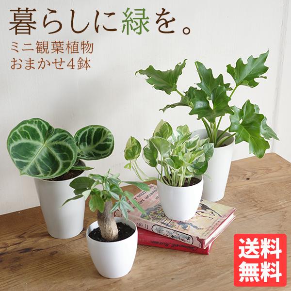 観葉植物 セット 4鉢セット お試し 特価 お買い得 白色鉢植え 受け皿 