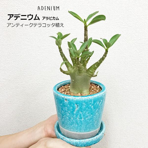 アデニウム コーデックス ブルーテラコッタ植え 多肉植物 観葉植物 送料無料 即日出荷 Buyee Buyee Japanese Proxy Service Buy From Japan Bot Online