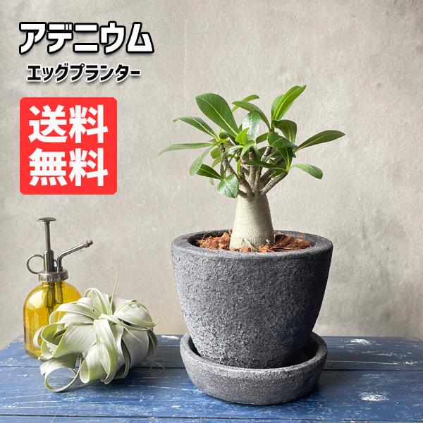 アデニウム コーデックス B Pot 陶器鉢植え 卓上サイズ 多肉植物 観葉植物 送料無料 塊根植物 即日出荷 Adeb 観葉植物のパーフェクトグリーン 通販 Yahoo ショッピング