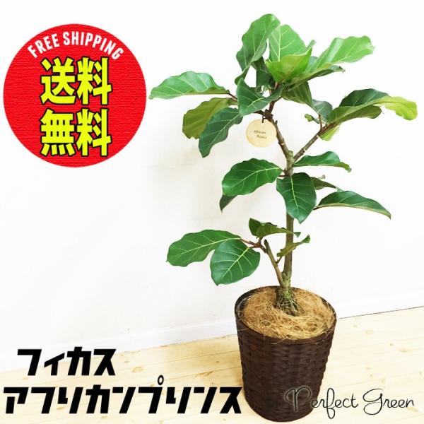 フィカス アフリカンプリンス 希少種 ゴムの木 送料無料 鉢カバー付 観葉植物 Buyee Buyee 提供一站式最全面最專業現地yahoo Japan拍賣代bid代拍代購服務 Bot Online