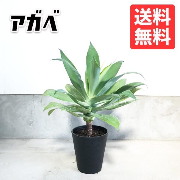アガベ アテナータ 鉢植え 観葉植物 送料無料 リュウゼツラン Buyee 日本代购平台 产品购物网站大全 Buyee一站式代购 Bot Online