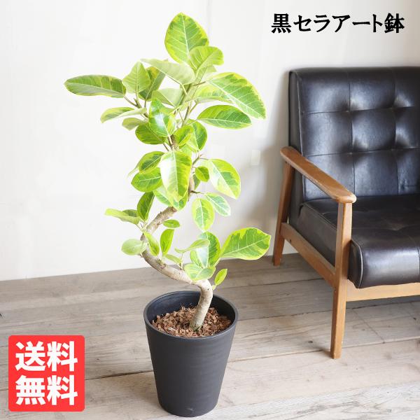 フィカス アルテシーマ ループ仕立て アルテシマ 観葉植物 ブラック