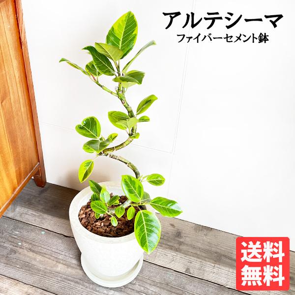 アルテシーマ Eggポット植え アイボリー ファイバーセメント鉢 観葉植物 小型 中型 フィカス アルテシマ お祝い 送料無料 即日出荷 Alteeggwh 観葉植物のパーフェクトグリーン 通販 Yahoo ショッピング