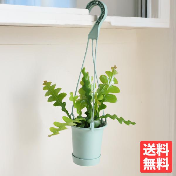 エピフィラム アングリガー フィッシュボーンカクタス ミントグリーン