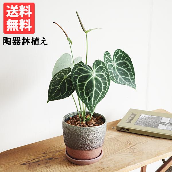 アンスリウム クラリネルビウム 陶器鉢植え ツートンカラー インテリア