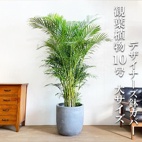アレカヤシ ヤシの木 観葉植物 10号 大型 ラウンド型 高級鉢カバー付