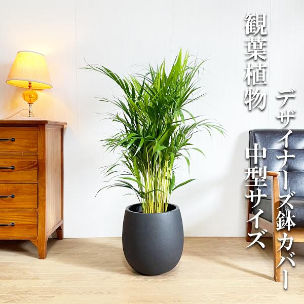 アレカヤシ バルーン型 デザイナーズ 高級鉢カバー付 ブラック 観葉植物 送料無料 ヤシの木 中型 大型 Areka8baloonbk 観葉植物のパーフェクトグリーン 通販 Yahoo ショッピング