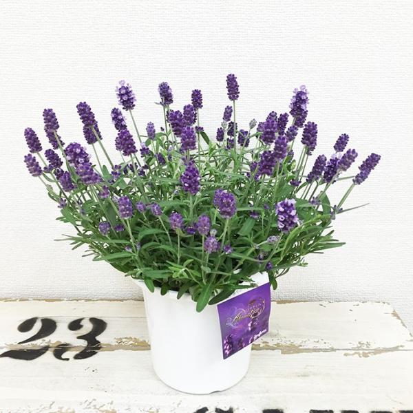 イングリッシュラベンダー アロマティコ ラベンダー １鉢 送料無料 Buyee Buyee 日本の通販商品 オークションの代理入札 代理購入