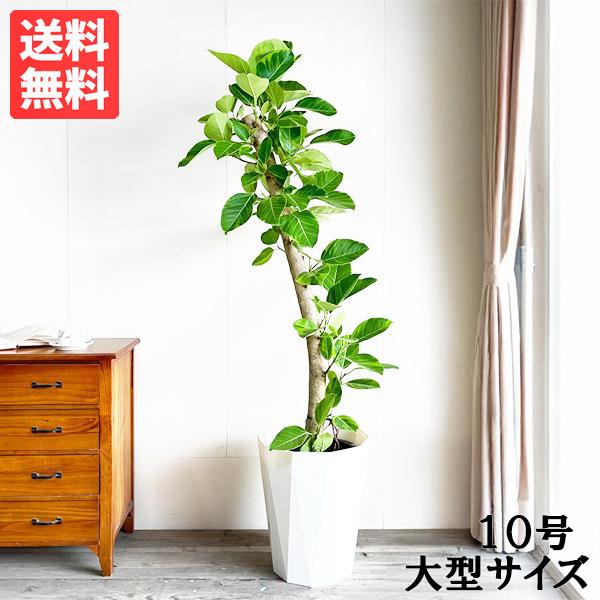 フィカス・アルテシーマ 曲がりタイプ 大型 8寸 観葉植物 ゴムの木 現品］☆人気☆ 3番 フィカス アルテシマ 曲がり 8号 観葉植物