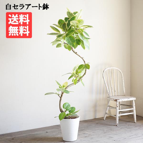 フィカス アルテシーマ 大きめ S字カーブ仕立て アルテシマ 観葉植物 ホワイトセラアート鉢 大型 送料無料 即日出荷
