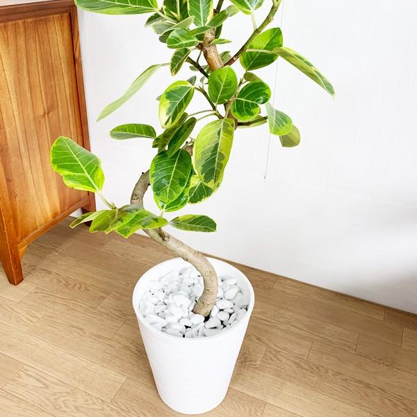 フィカス アルテシーマ ループ仕立て アルテシマ 観葉植物 ホワイトセラアート鉢 送料無料 即日出荷 Buyee Buyee Japanese Proxy Service Buy From Japan Bot Online