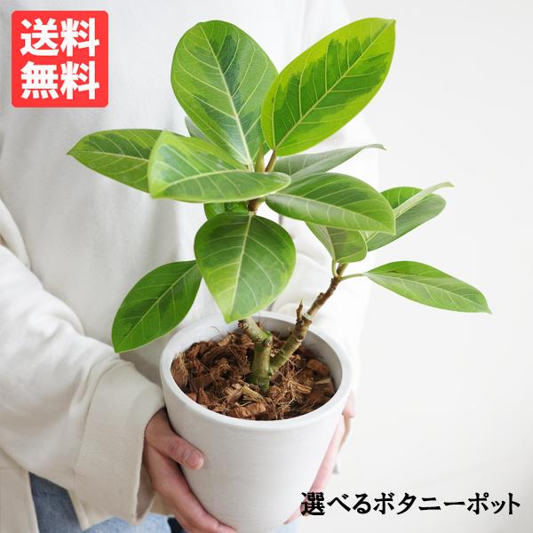 フィカス アルテシーマ 観葉植物 ボタニープランター 2色 中型