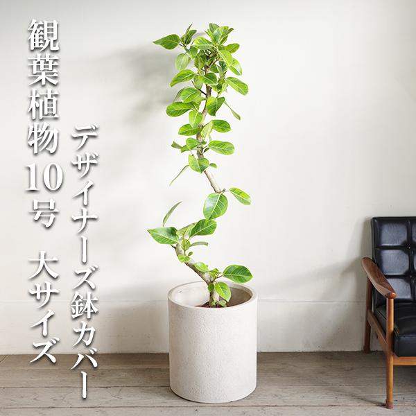 フィカス アルテシーマ S字樹形 観葉植物 10号 大型 シリンダー型鉢